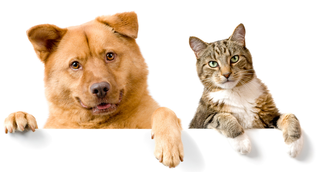 Eläinlääkäri koirille ja kissoilel
