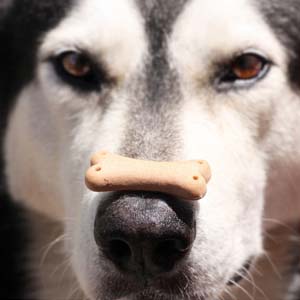 Koira tasapainottelee herkkua nenällään