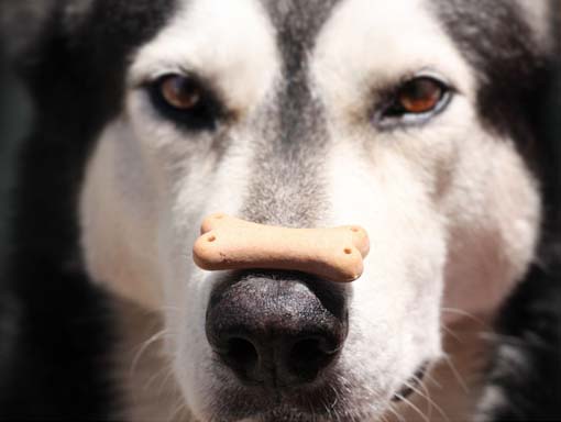 Koira tasapainottelee herkkua nenällään
