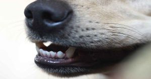 Koiran ja kissan hampaiden hoito